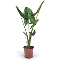 Alocasia zebrina | Planta de interior natural | 80cm altura (Envíos solo a Península)
